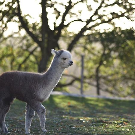 Agriturismo Il Beccafico Alpaca Mengara Exterior photo
