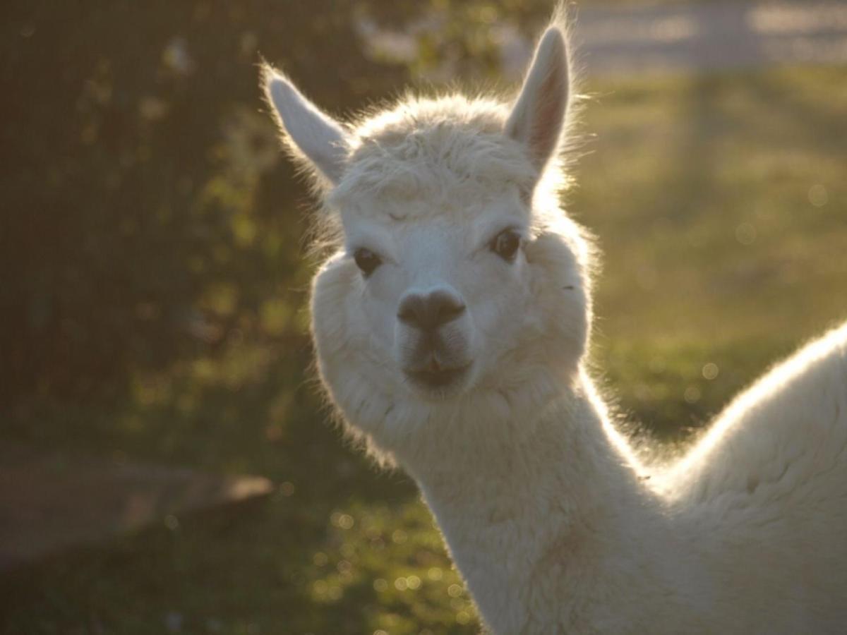 Agriturismo Il Beccafico Alpaca Mengara Exterior photo